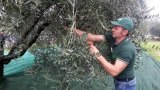 Abbacchiatore per Olive a Batteria: Guida ai 5 Migliori Modelli